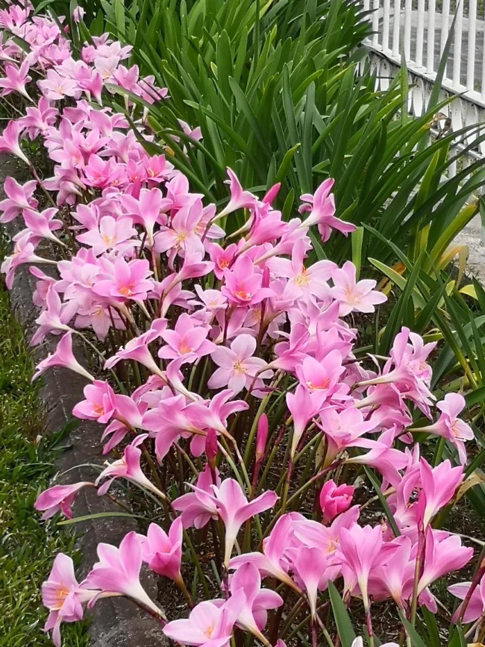 Les Agapanthes Villa Le Tampon Dış mekan fotoğraf